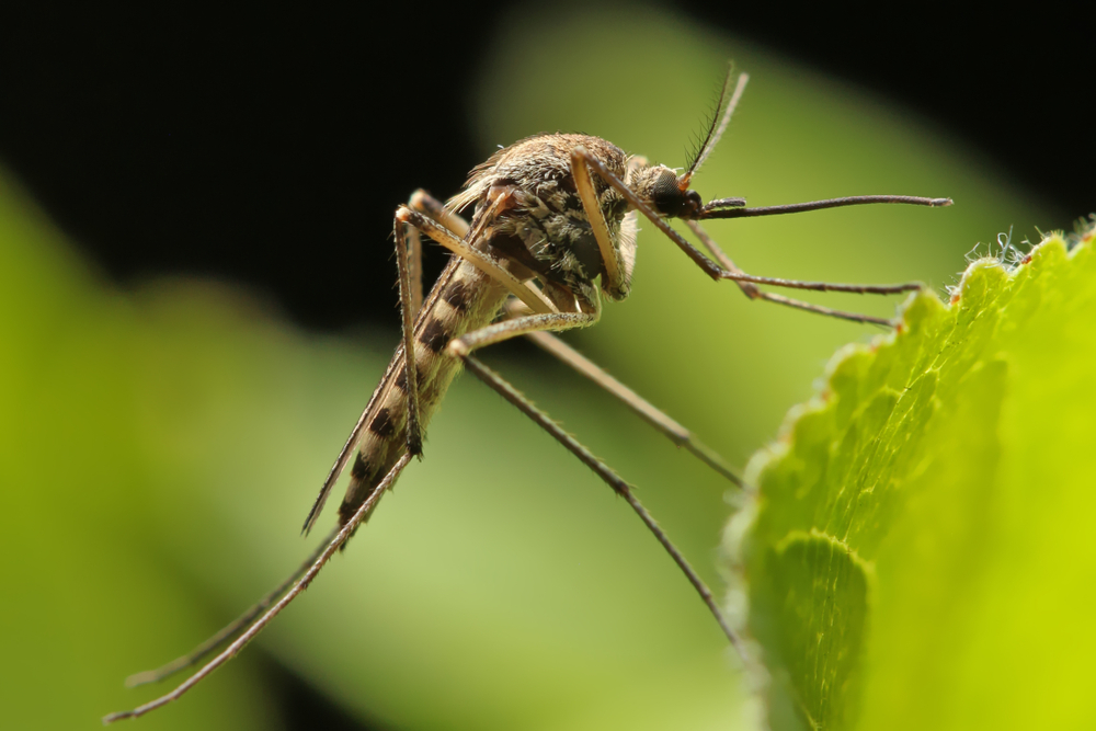 Tine tantarii la distanta si dormi linistit. 6 trucuri ecologice eficiente
